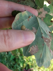 Neuroterus anthracinus