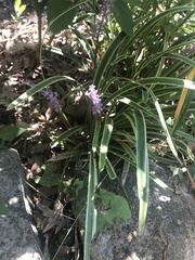 Liriope muscari