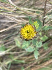 Trifolium badium