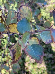 Betula pubescens