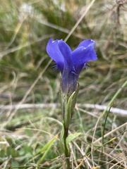 Gentianopsis ciliata