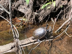 Sternotherus odoratus