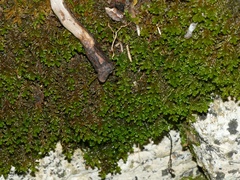 Porella platyphylla