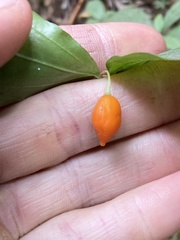 Prosartes smithii