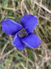 Gentianopsis ciliata