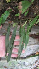 Polypodiaceae