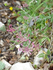 Lonicera implexa