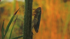 Cicadella viridis