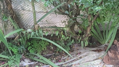 Polypodiaceae