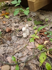 Coprinopsis variegata