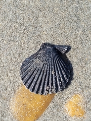 Aequipecten opercularis