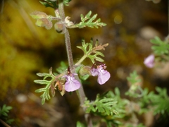 Teucrium botrys