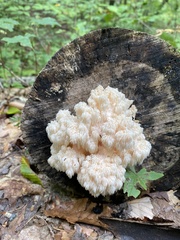Hericium americanum