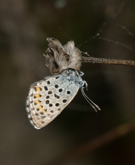 Pseudophilotes baton
