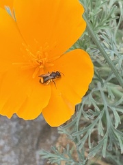 Lasioglossum sisymbrii