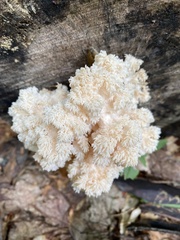 Hericium americanum