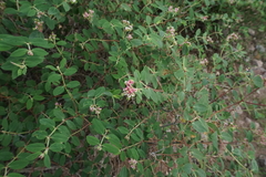 Euphorbia tomentulosa