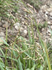 Tridens texanus