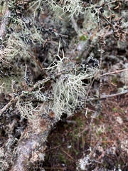 Pseudevernia consocians