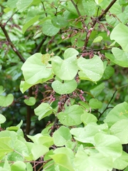 Cercis siliquastrum