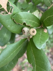 Quercus virginiana