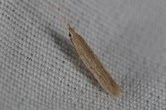 Coleophora quadruplex