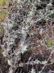 Pseudevernia consocians