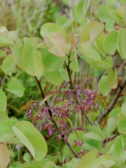 Cercis siliquastrum