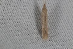 Coleophora quadruplex