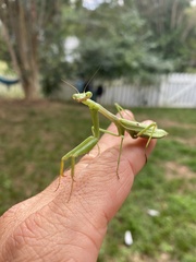 Stagmomantis carolina