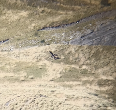 Gypaetus barbatus