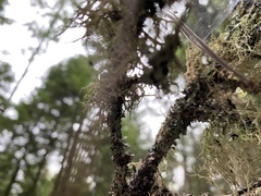 Pseudevernia consocians