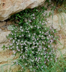Saponaria ocymoides