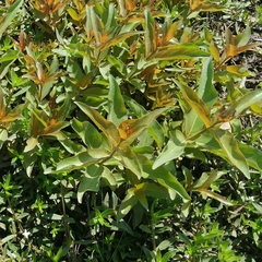 Gentianales