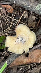 Pseudosperma sororium