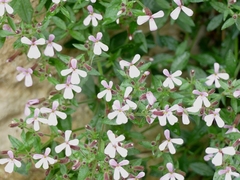 Saponaria ocymoides