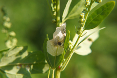 Chrysoesthia sexguttella