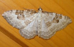 Xanthorhoe montanata