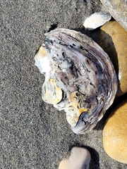 Ostrea edulis