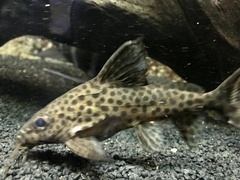 Synodontis