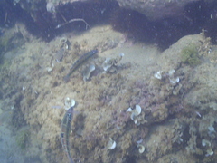Thalassoma pavo