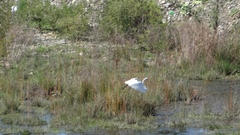 Ardea alba