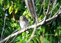 Glaucidium brasilianum