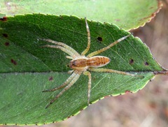 Dolomedes fimbriatus