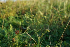 Bupleurum affine