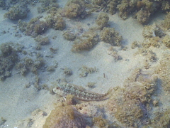 Parablennius pilicornis