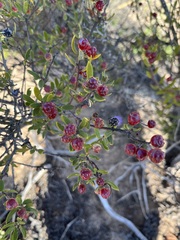 Phylica oleifolia