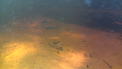 Characiformes