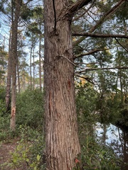 Chamaecyparis thyoides