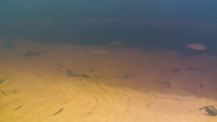 Characiformes